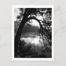 サンライトが松の木を照らすダーウェントウォーター ポストカード