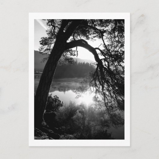 サンライトが松の木を照らすダーウェントウォーター ポストカード (正面)