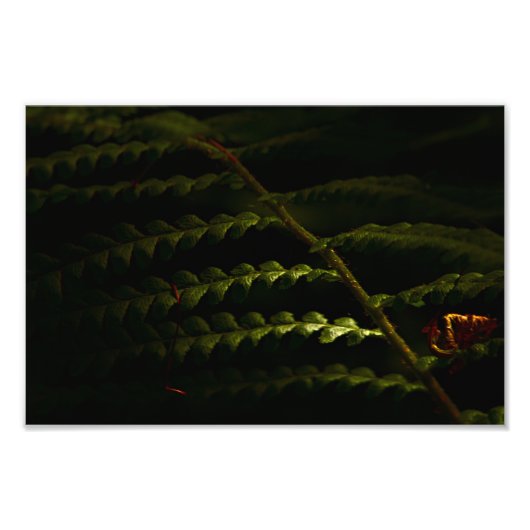 サンライトのウッドランドシダ(6174) フォトプリント            (正面)