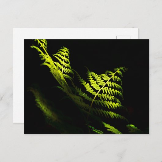 サンライトのウッドランドシダ(6203)のはがき ポストカード (正面/裏面)