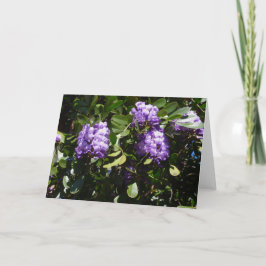 サンライトのマウンテンローレル カード