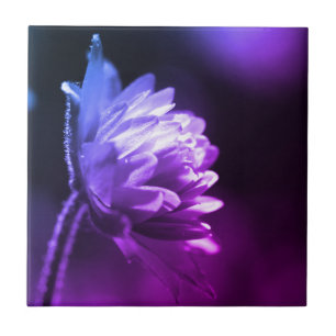 サンライトの花の白黒の色合い  タイル
