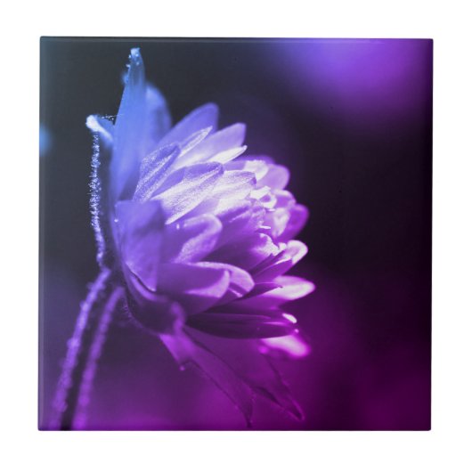 サンライトの花の白黒の色合い  タイル (正面)