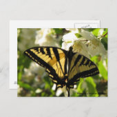 サンライトアゲハチョウオンモックオレンジ ポストカード (正面/裏面)