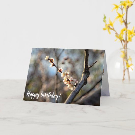 サンライトア日本のプリコット桜白い花 カード (黄色い花)