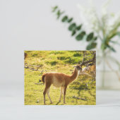 サンライトグアナコス ポストカード (スタンド正面)