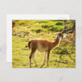 サンライトグアナコス ポストカード (正面/裏面)