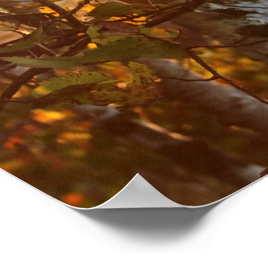 サンライトスルー樺の木ツリー20x16ポスターウォールアート ポスター (角)