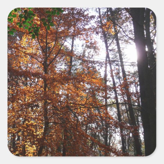 サンライトスルー秋ツリーatグリーンベルト スクエアシール (正面)