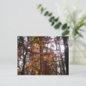 サンライトスルー秋ツリーatグリーンベルト ポストカード (スタンド正面)