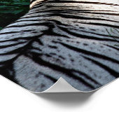 サンライトタイガーポスター ポスター (角)