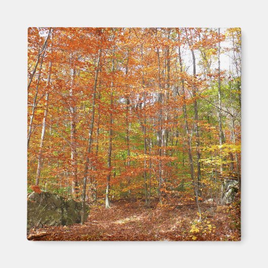 サンライトダップ秋トレイルアットローレルヒルパーク マグネット (正面)