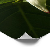 サンライトドグウッドブロッサム春フローラ ポスター (角)