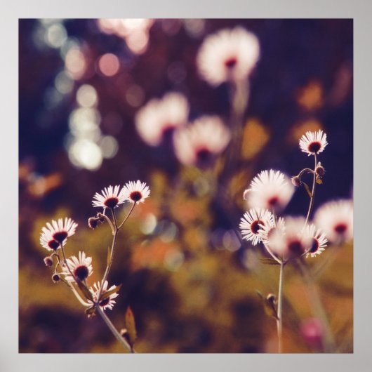 サンライトパープルの白いヤナギ《写真》ぼけ味 ポスター (正面)