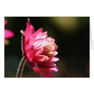 サンライトフラワー写真カードの赤い花