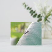 サンライトブラックアリ ポストカード (スタンド正面)