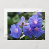 サンライトブルーとラベンダーの朝顔 ポストカード (正面/裏面)