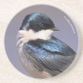 サンライトプロフィールの木のツバメSongbird コースター (正面)