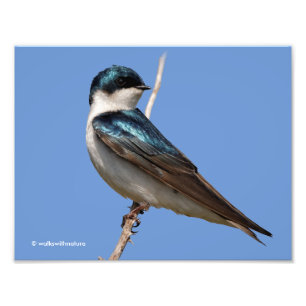 サンライトプロフィールの木のツバメSongbird フォトプリント