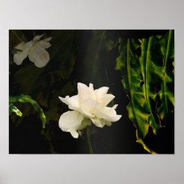 サンライトボタニカルアートプリント ポスター