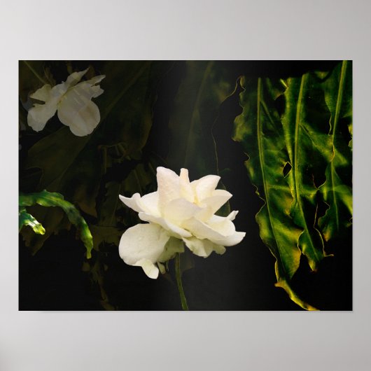 サンライトボタニカルアートプリント ポスター (正面)