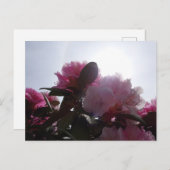 サンライト付きピンクのシャクナゲDIYはがき ポストカード (正面/裏面)