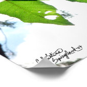 サンライト樺の木葉のポスターまたはプリント ポスター (角)