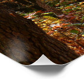 サンライト秋トレイルインローレルヒル州パーク ポスター (コーナー)