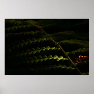 サンライト・ウッドランド・シダ(6174)のポスター ポスター