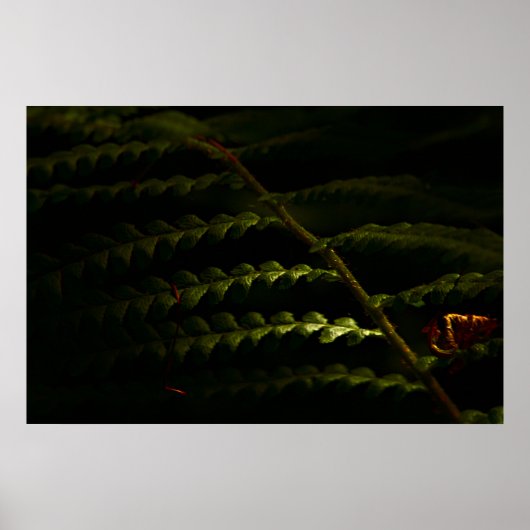 サンライト・ウッドランド・シダ(6174)のポスター ポスター (正面)