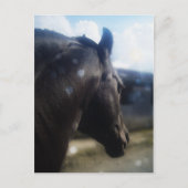 サンライト - ポストカード (正面)