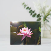 サンライト《植物》スイレンピンクフローラウォーターガーデン ポストカード (スタンド正面)