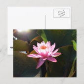 サンライト《植物》スイレンピンクフローラウォーターガーデン ポストカード (正面/裏面)