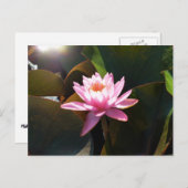 サンライト《植物》スイレンピンクフローラウォーターガーデン ポストカード (正面/裏面)
