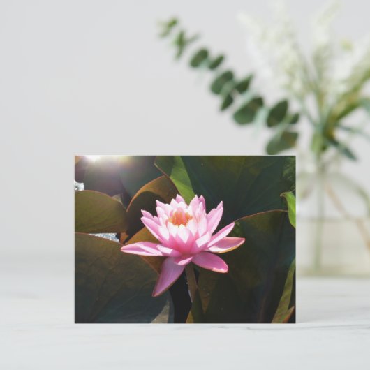 サンライト《植物》スイレンピンクフローラウォーターガーデン ポストカード (スタンド正面)