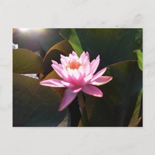 サンライト《植物》スイレンピンクフローラウォーターガーデン ポストカード (正面)