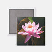 サンライト《植物》スイレンピンクフローラウォーターガーデン マグネット (正面/裏面)