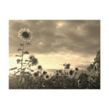 サン誇りを持ったフラワーアットサンセット-はがき