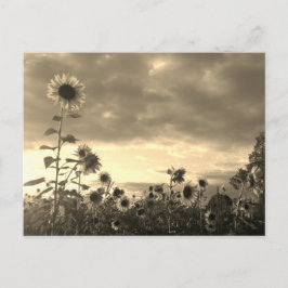 サン誇りを持ったフラワーアットサンセット-はがき ポストカード