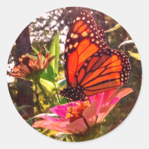 サン輝くスルーウィングズ（昆虫）オオカバマダラ、モナーク