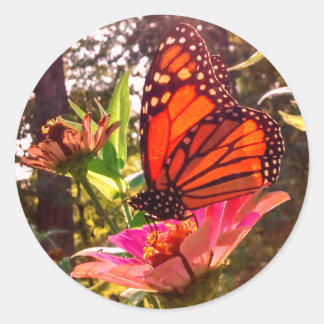 サン輝くスルーウィングズ（昆虫）オオカバマダラ、モナーク ラウンドシール
