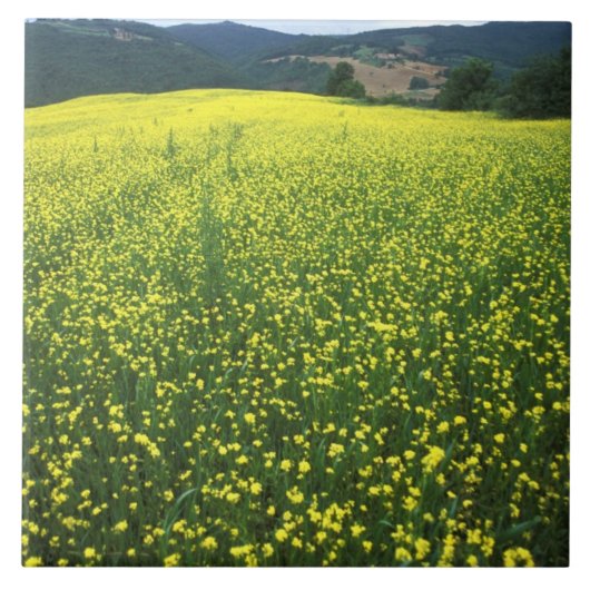 サン・ジメニャーノの美しい黄色の花で覆われた野原 タイル (正面)