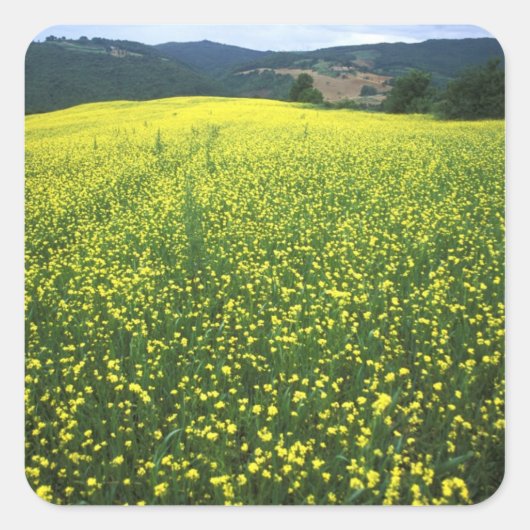 サン・ジメニャーノの美しい黄色の花に覆われた野原 スクエアシール (正面)