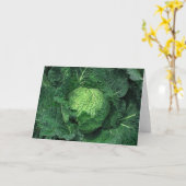 サヴォイキャベツ カード (黄色い花)