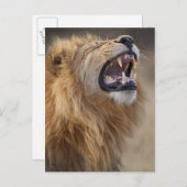 サヴティ川の成熟した雄ライオン（パンテラレオ） ポストカード (正面/裏面)