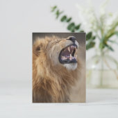 サヴティ川の成熟した雄ライオン（パンテラレオ） ポストカード (スタンド正面)