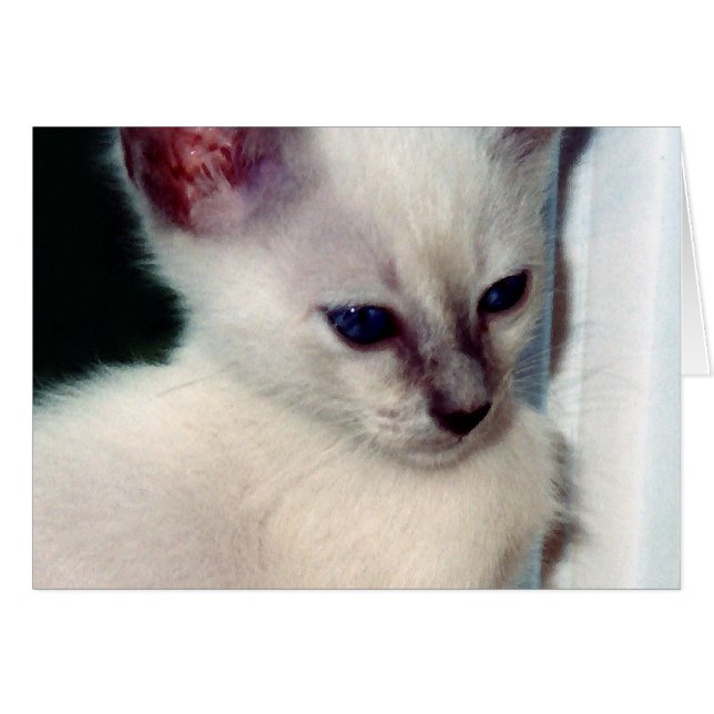 サーシャキットンカード (正面横)