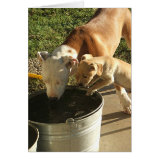 サーシャ&ルイエ