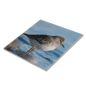 サーチロックサンドパイパー タイル (側面)