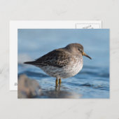 サーチロックサンドパイパー ポストカード (正面/裏面)